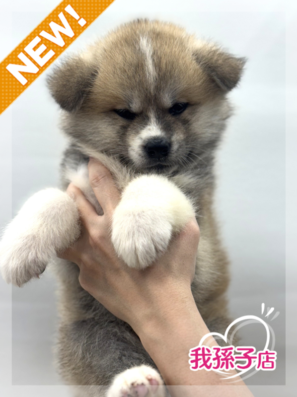 千葉県の秋田犬 (かねだい我孫子店/2025年3月29日生まれ/女の子/赤)の子犬