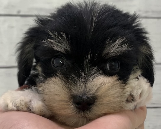 千葉県のハーフ犬・ミックス犬 (かねだい千葉店/2025年4月12日生まれ/男の子/ソルトペッパー)の子犬
