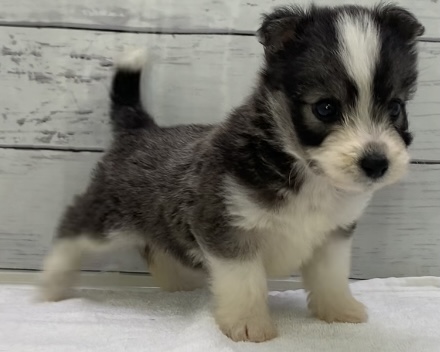 千葉県のハーフ犬・ミックス犬 (かねだい千葉店/2025年4月12日生まれ/女の子/その他色)の子犬