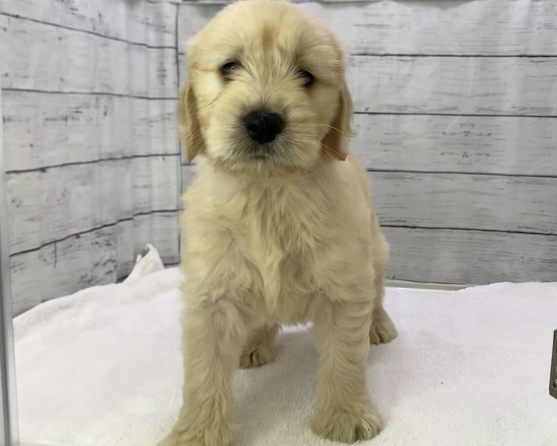 千葉県のハーフ犬・ミックス犬 (かねだい千葉店/2025年4月4日生まれ/男の子/クリーム)の子犬