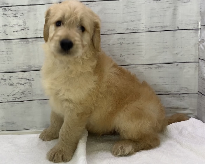千葉県のハーフ犬・ミックス犬 (かねだい千葉店/2025年4月4日生まれ/男の子/クリーム)の子犬
