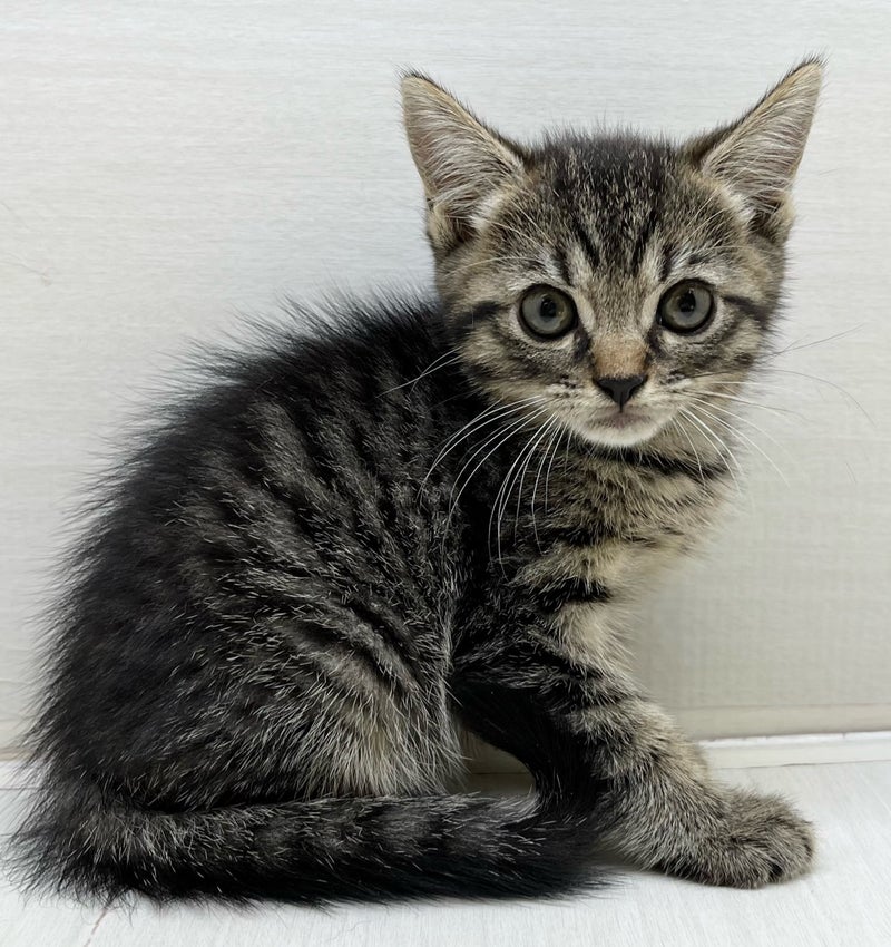 千葉県のマンチカン (かねだい八千代店/2025年4月12日生まれ/男の子/ブラウンタビー)の子猫