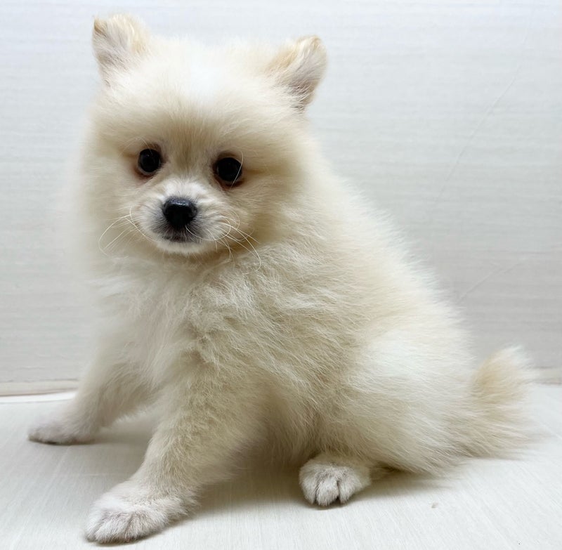 千葉県のポメラニアン (かねだい八千代店/2025年4月10日生まれ/男の子/ホワイト)の子犬