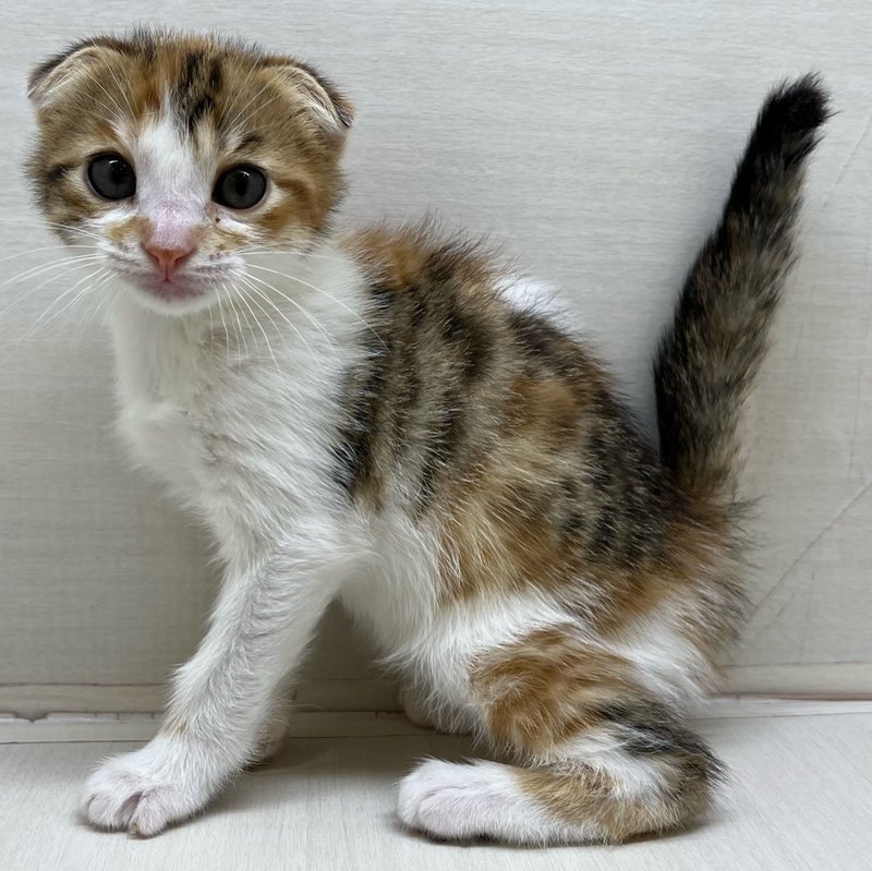 千葉県のハーフ猫・ミックス猫 (かねだい八千代店/2025年4月10日生まれ/女の子/その他色)の子猫