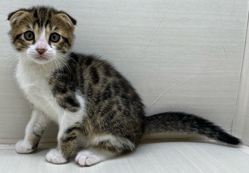 千葉県のハーフ猫・ミックス猫 (かねだい八千代店/2025年4月10日生まれ/男の子/その他色)の子猫