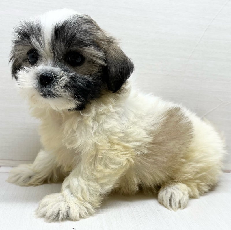 千葉県のハーフ犬・ミックス犬 (かねだい八千代店/2025年4月10日生まれ/女の子/ホワイトゴールド)の子犬