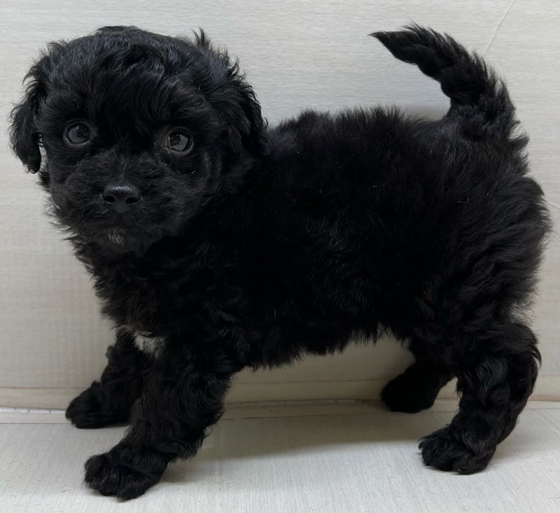 千葉県のハーフ犬・ミックス犬 (かねだい八千代店/2025年4月12日生まれ/男の子/ブラックホワイト)の子犬