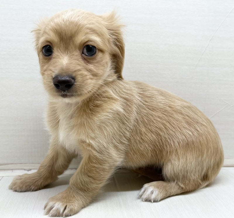 千葉県のハーフ犬・ミックス犬 (かねだい八千代店/2025年4月13日生まれ/男の子/イエロー)の子犬