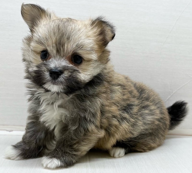 千葉県のハーフ犬・ミックス犬 (かねだい八千代店/2025年4月11日生まれ/女の子/セーブル)の子犬