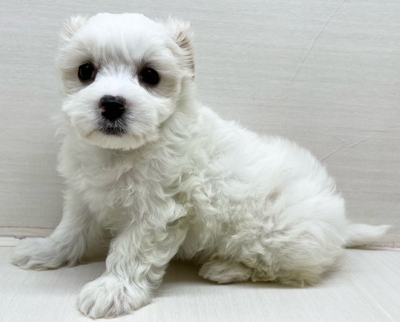 千葉県のハーフ犬・ミックス犬 (かねだい八千代店/2025年4月10日生まれ/女の子/ホワイト)の子犬