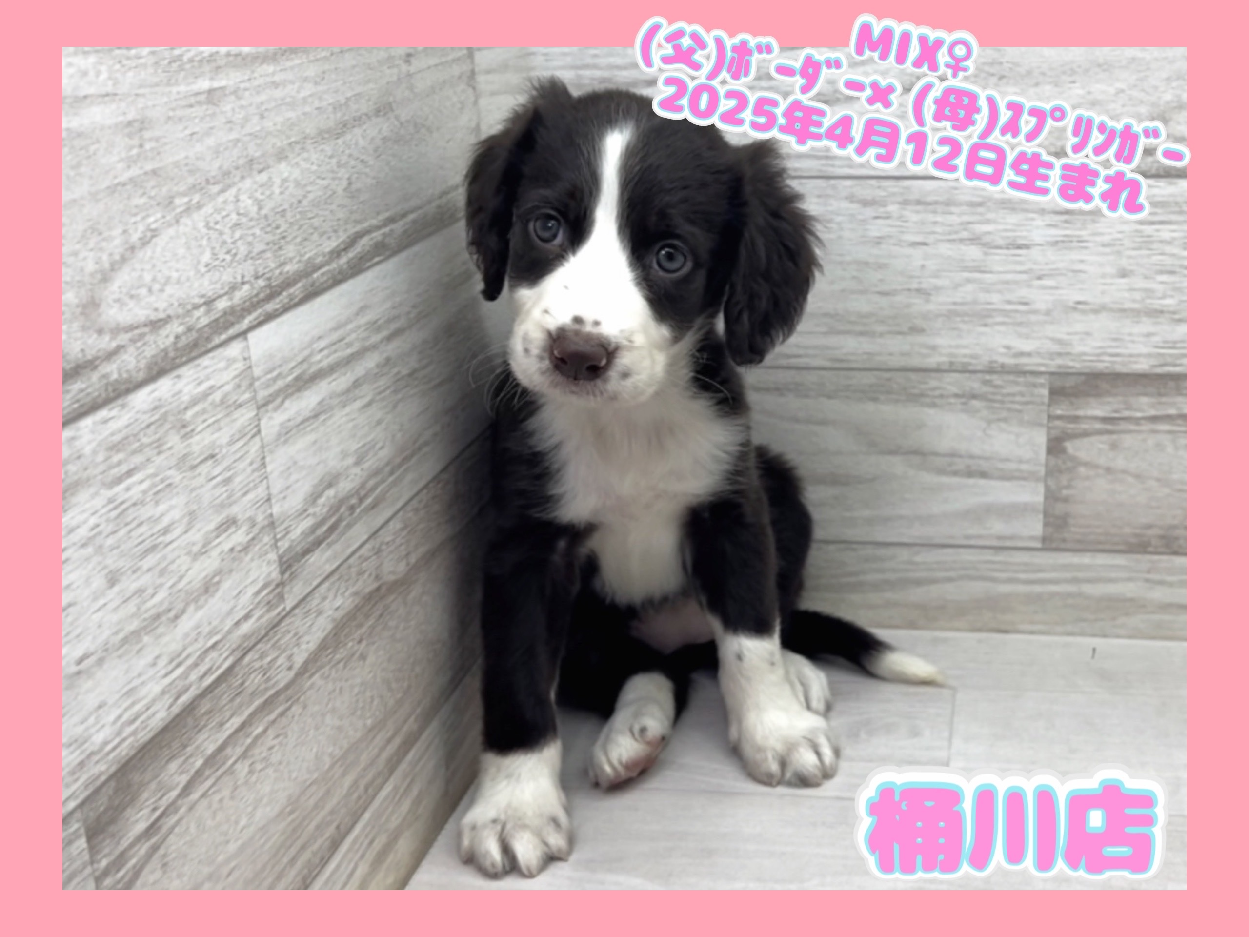 埼玉県のハーフ犬・ミックス犬 (かねだい桶川店/2025年4月12日生まれ/女の子/その他色)の子犬