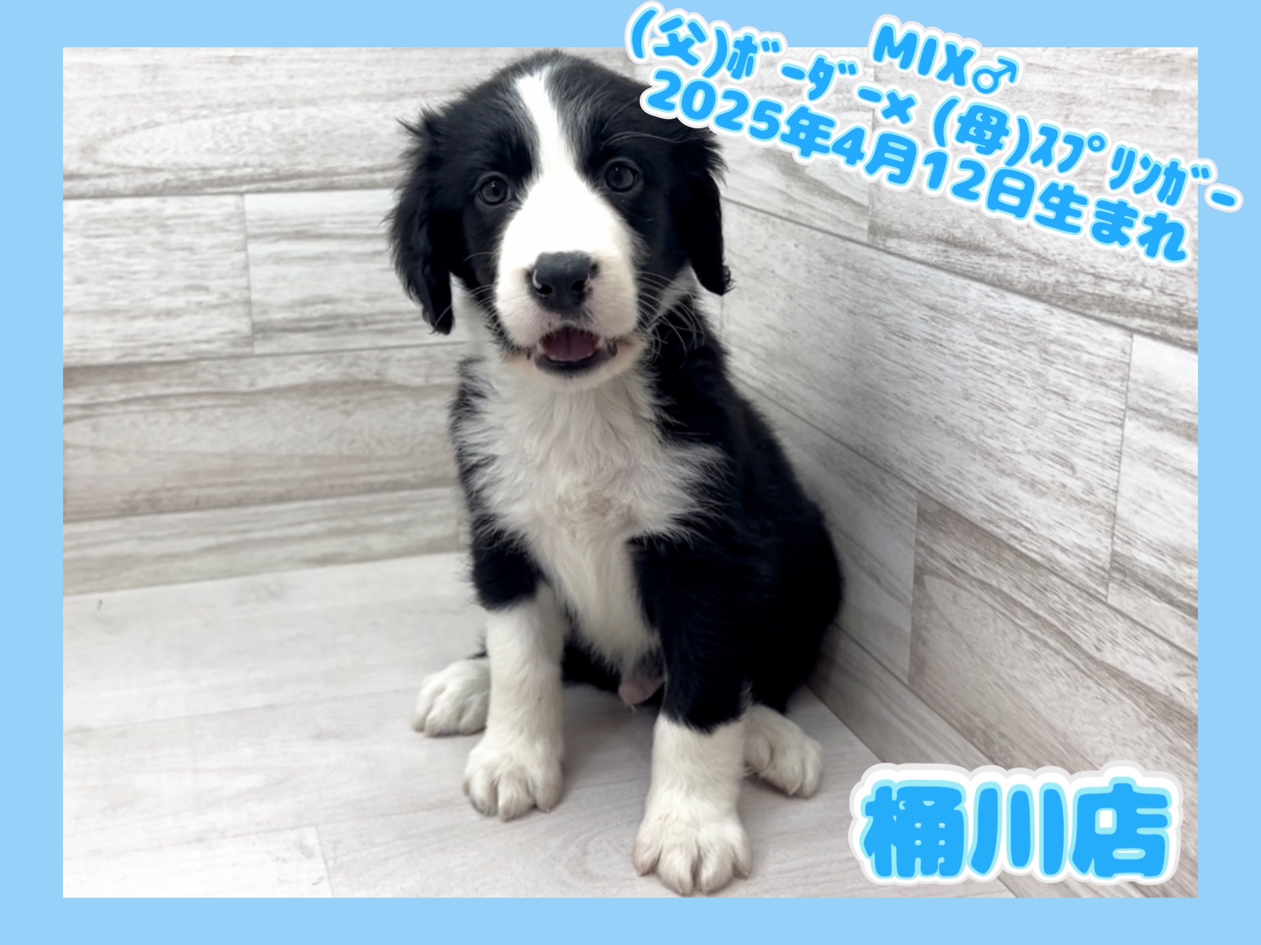 埼玉県のハーフ犬・ミックス犬 (かねだい桶川店/2025年4月12日生まれ/男の子/その他色)の子犬