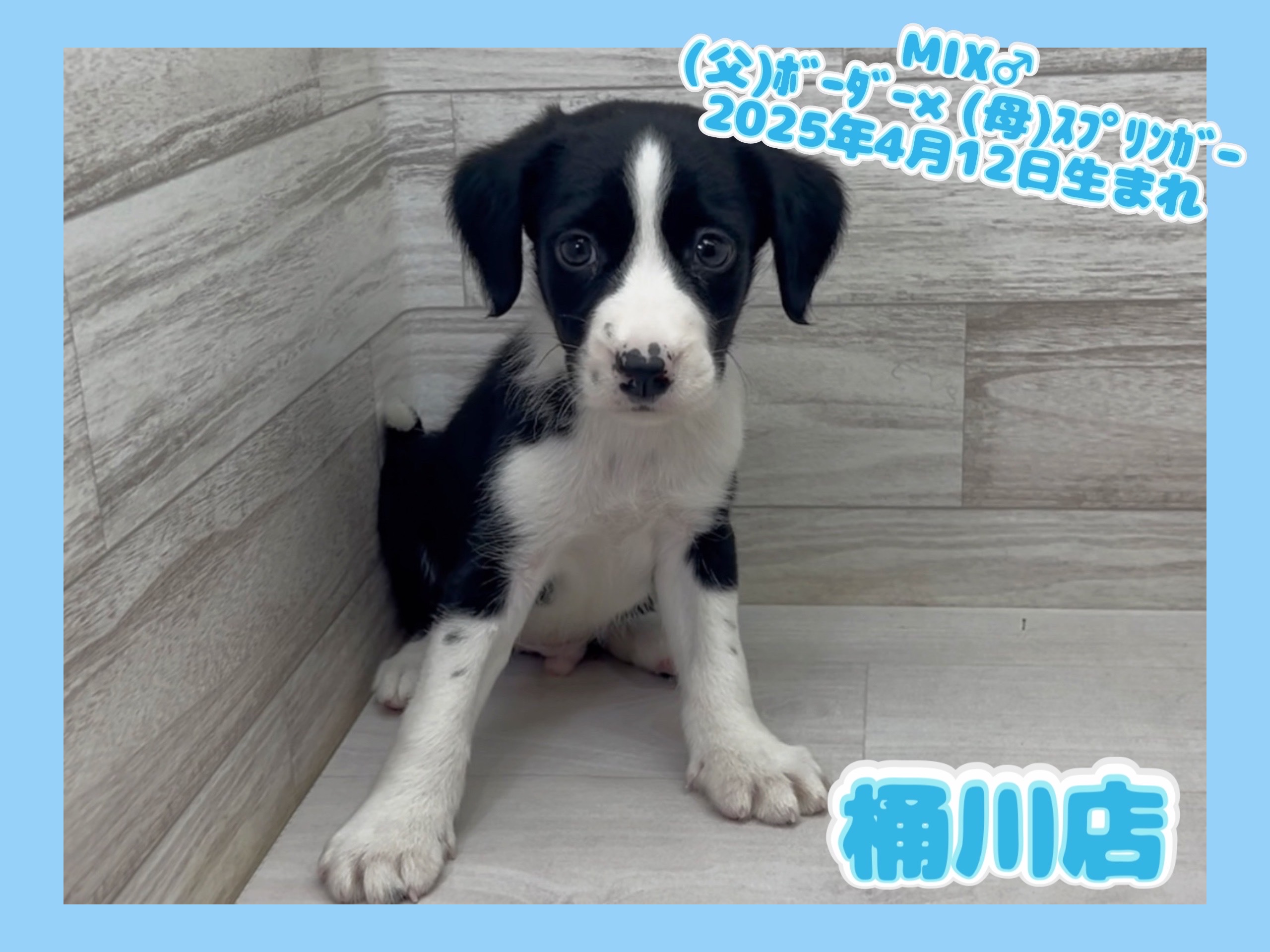 埼玉県のハーフ犬・ミックス犬 (かねだい桶川店/2025年4月12日生まれ/男の子/その他色)の子犬