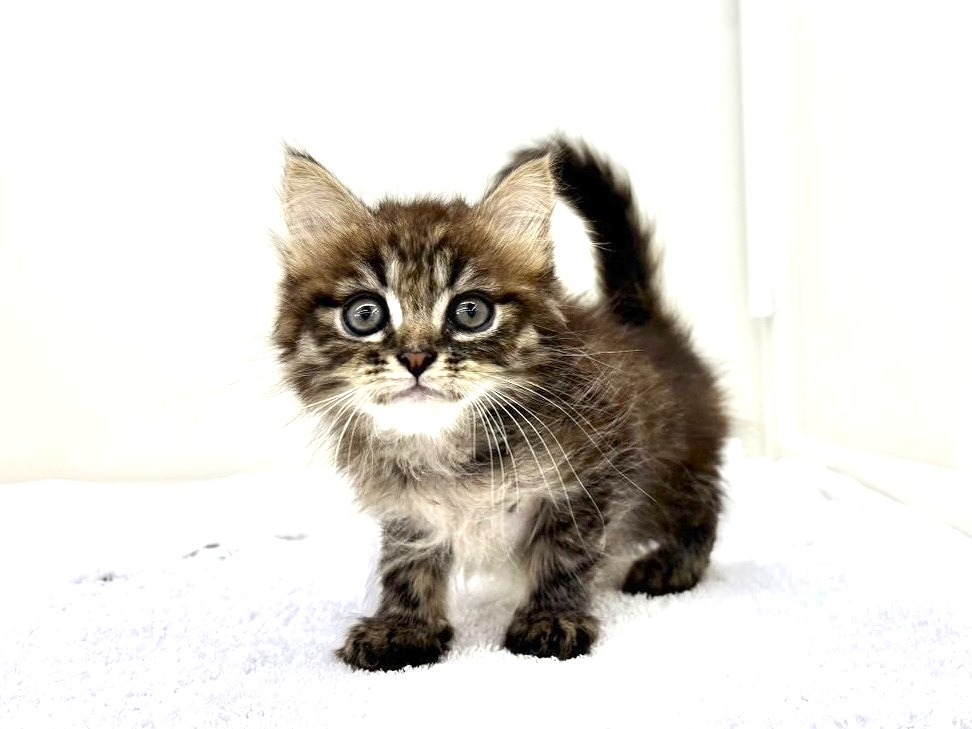 東京都のサイベリアン (かねだい本町田店/2025年4月9日生まれ/男の子/ブラウンタビーホワイト)の子猫
