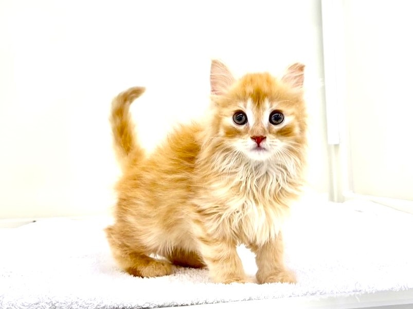 東京都のサイベリアン (かねだい本町田店/2025年4月13日生まれ/男の子/レッドタビー)の子猫