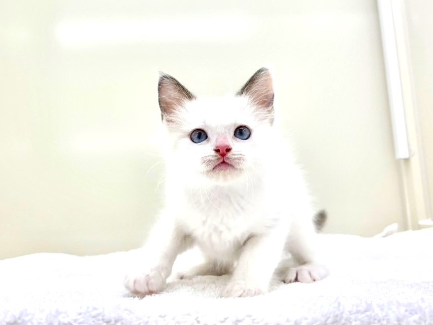 東京都のラグドール (かねだい本町田店/2025年4月10日生まれ/男の子/ブルーポイントバイカラー)の子猫