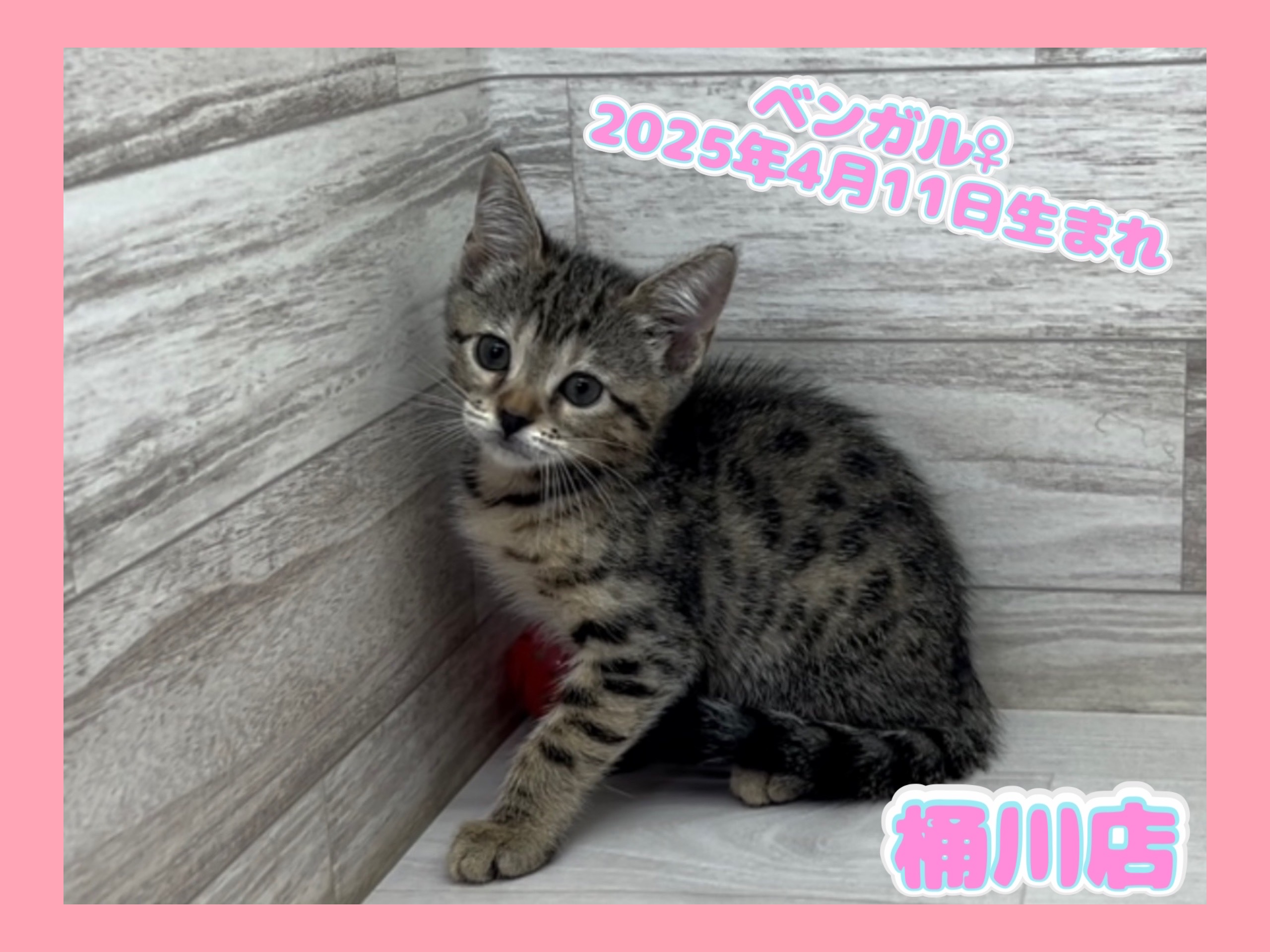 埼玉県のベンガル (かねだい桶川店/2025年4月11日生まれ/女の子/ブラウンスポットタビー)の子猫