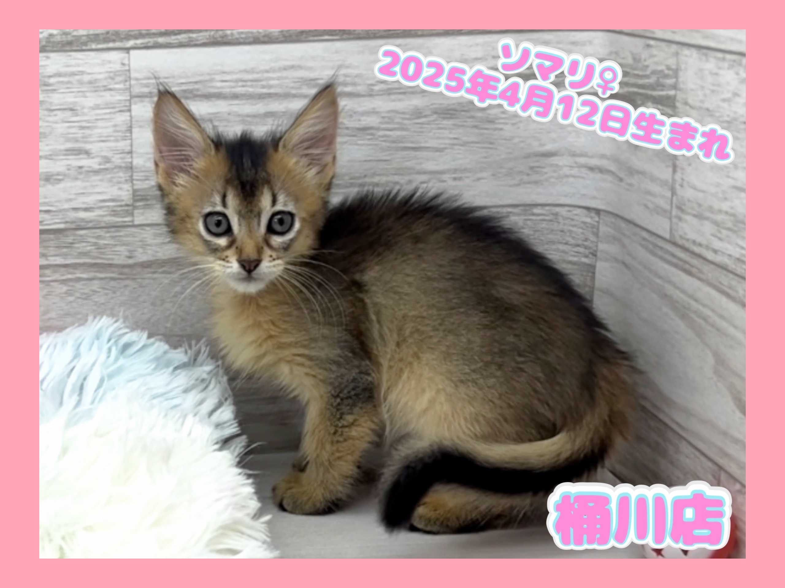 埼玉県のソマリ (かねだい桶川店/2025年4月12日生まれ/女の子/ルディ)の子猫