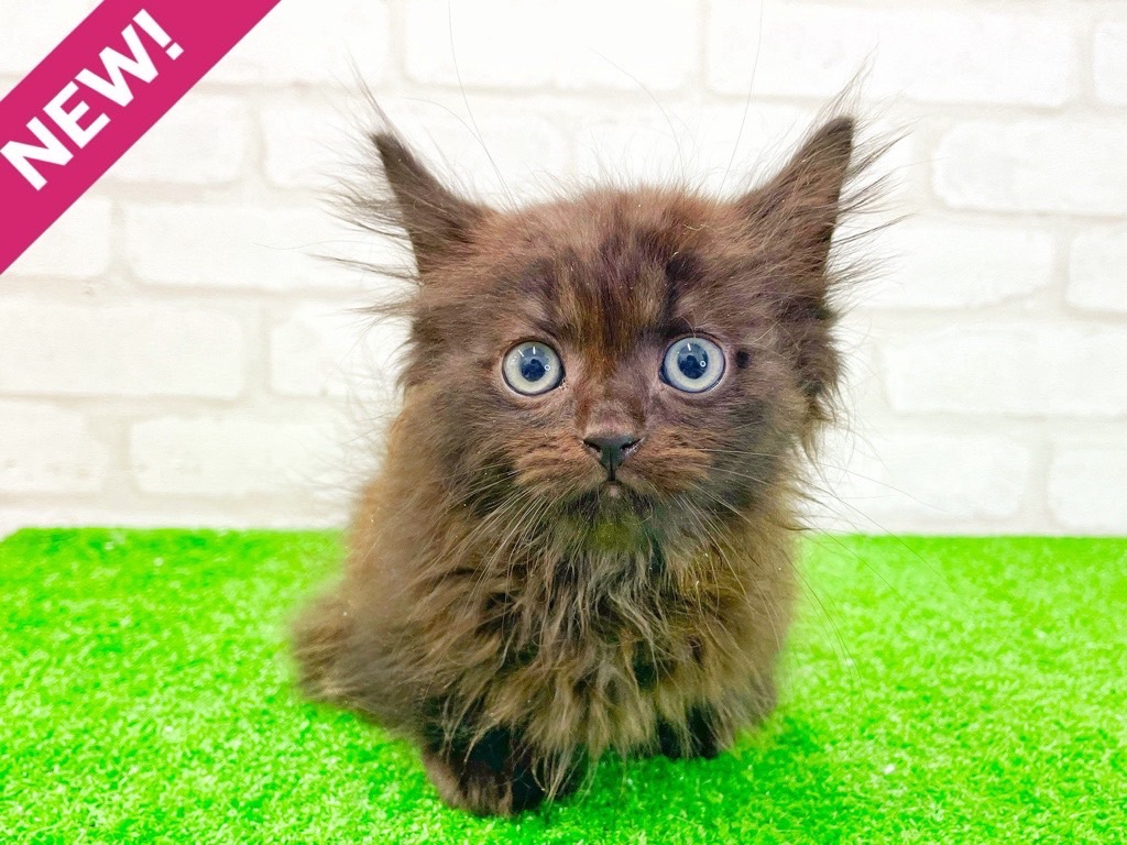 東京都のマンチカン (かねだい立川店/2025年4月11日生まれ/男の子/ブラック)の子猫