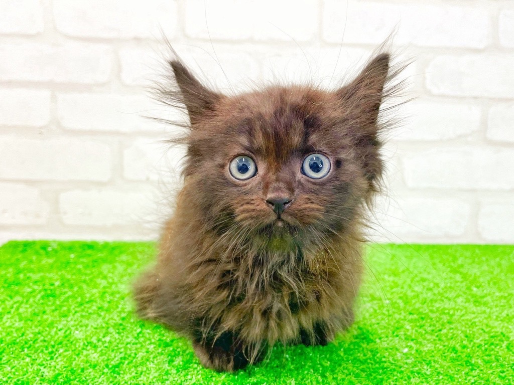 東京都のマンチカン (かねだい立川店/2025年4月11日生まれ/男の子/ブラック)の子猫
