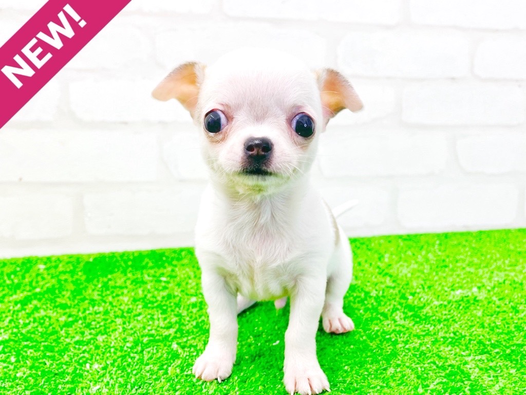 東京都のチワワ(スムース) (かねだい立川店/2025年4月12日生まれ/男の子/ホワイトレッド)の子犬
