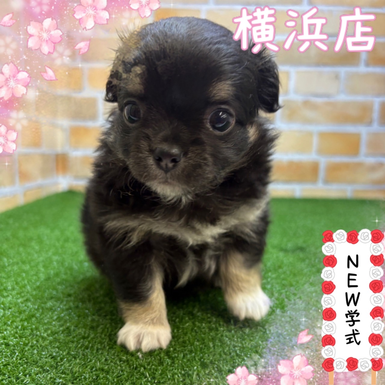 神奈川県のチワワ(ロング) (かねだい横浜店/2025年4月12日生まれ/男の子/ブラックタン)の子犬