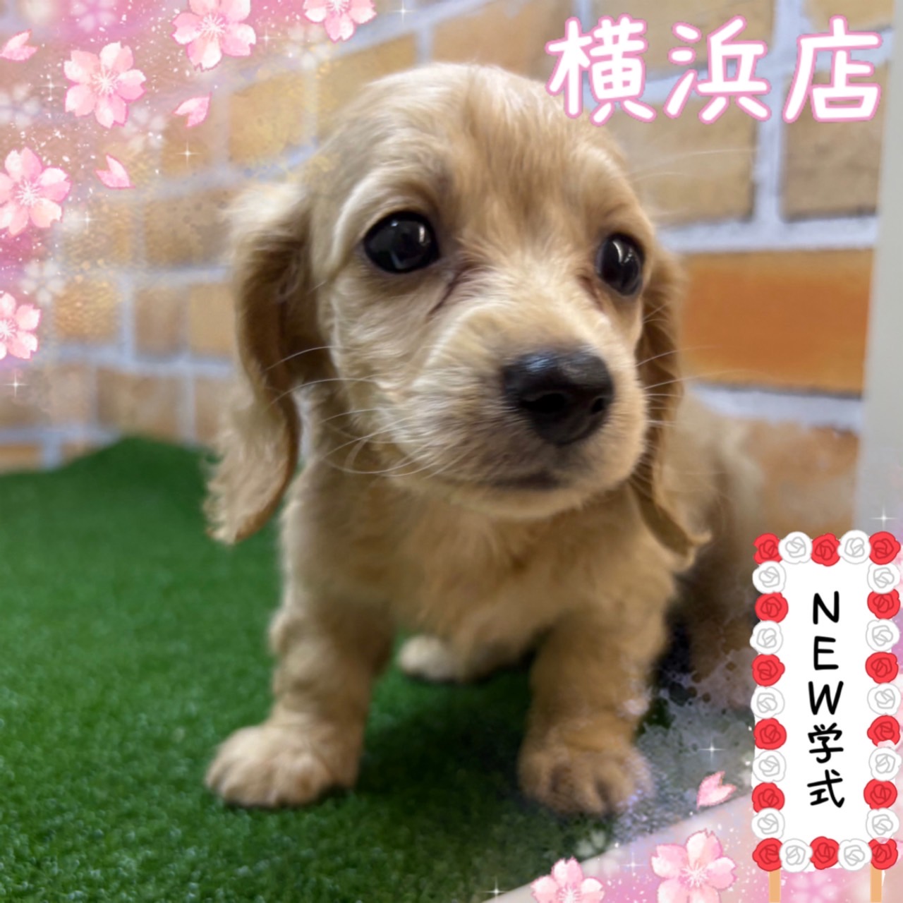 神奈川県のカニンヘンダックスフンド(ロング) (かねだい横浜店/2025年4月11日生まれ/女の子/イエロー)の子犬