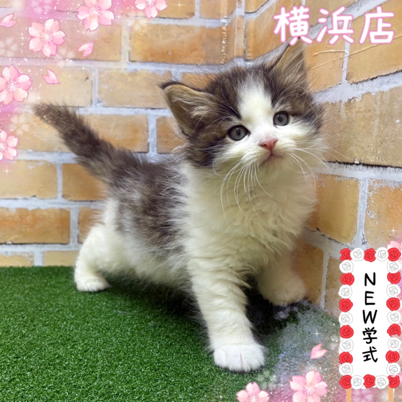 神奈川県のノルウェージャンフォレストキャット (かねだい横浜店/2025年4月6日生まれ/男の子/ブラウンタビーホワイト)の子猫