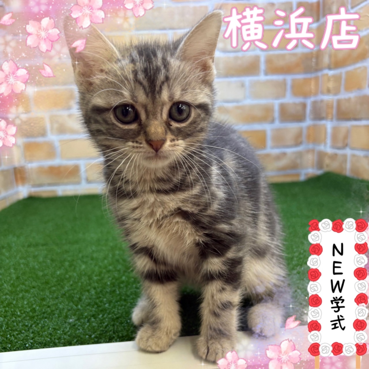 神奈川県のアメリカンショートヘアー (かねだい横浜店/2025年4月11日生まれ/女の子/ブルータビー)の子猫