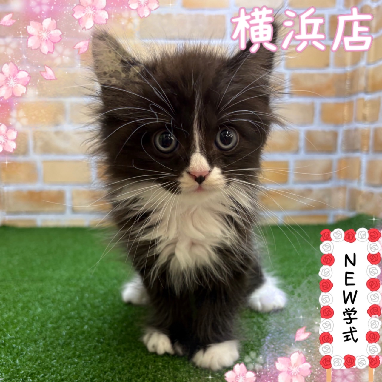 神奈川県のマンチカン (かねだい横浜店/2025年4月11日生まれ/男の子/ブラックホワイト)の子猫