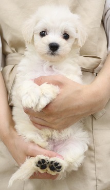 神奈川県のハーフ犬・ミックス犬 (かねだい伊勢原店/2025年4月12日生まれ/男の子/クリーム)の子犬