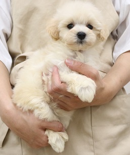 神奈川県のハーフ犬・ミックス犬 (かねだい伊勢原店/2025年4月12日生まれ/女の子/クリーム)の子犬