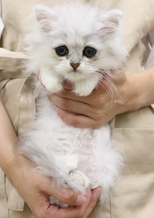 神奈川県のペルシャ (かねだい伊勢原店/2025年4月13日生まれ/男の子/チンチラシルバー)の子猫