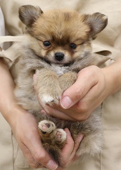 神奈川県のハーフ犬・ミックス犬 (かねだい伊勢原店/2025年4月1日生まれ/男の子/オレンジ)の子犬