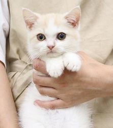 神奈川県のブリティッシュショートヘアー (かねだい伊勢原店/2025年3月6日生まれ/男の子/クリームタビーホワイト)の子猫
