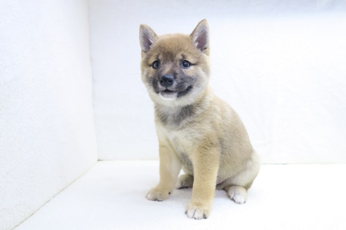 神奈川県の豆柴 (かねだい海老名店/2025年4月10日生まれ/女の子/赤)の子犬