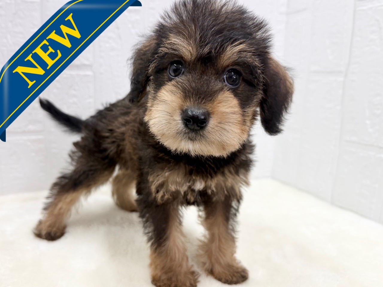 東京都のハーフ犬・ミックス犬 (かねだい青梅店/2025年4月4日生まれ/男の子/レッドフォーン)の子犬