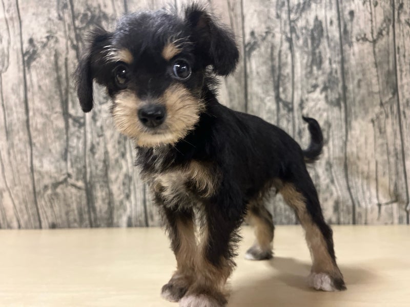 埼玉県のハーフ犬・ミックス犬 (かねだいアクアパーク店/2025年4月4日生まれ/女の子/ブラックタン)の子犬