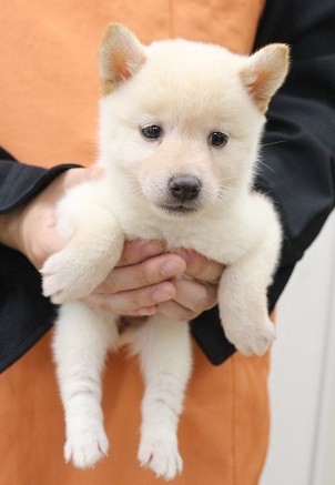 神奈川県の柴犬(標準サイズ) (かねだい伊勢原店/2025年4月13日生まれ/女の子/白)の子犬