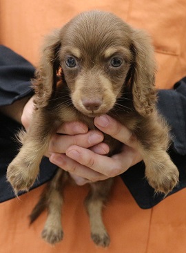 神奈川県のハーフ犬・ミックス犬 (かねだい伊勢原店/2025年4月13日生まれ/男の子/チョコレートタン)の子犬