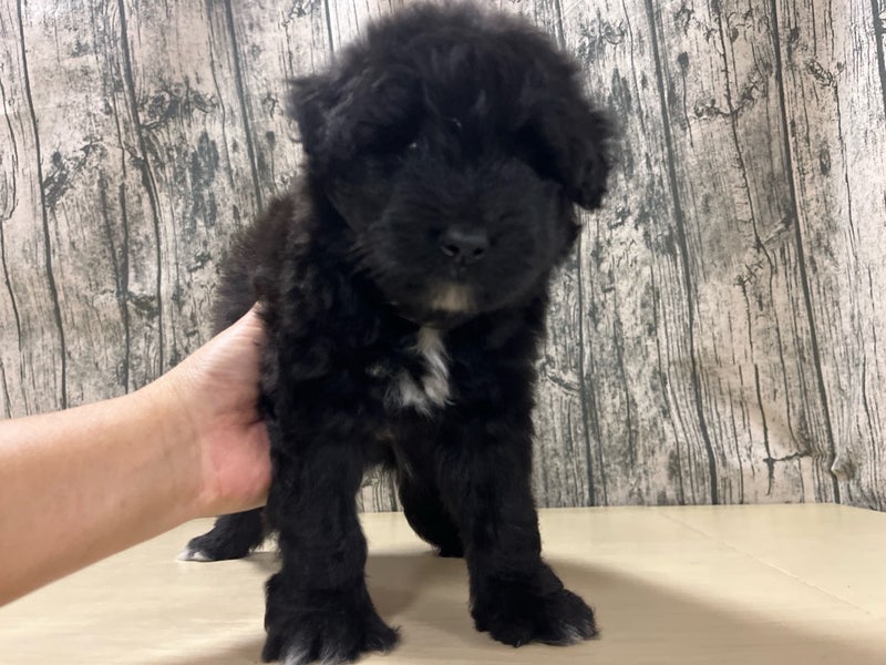 埼玉県のハーフ犬・ミックス犬 (かねだいアクアパーク店/2025年4月14日生まれ/女の子/ブラック)の子犬
