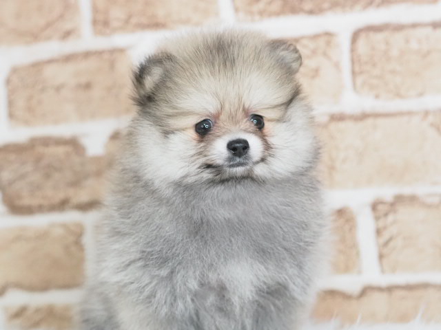 埼玉県のポメラニアン (かねだい戸田店/2025年4月13日生まれ/女の子/ウルフセーブル)の子犬