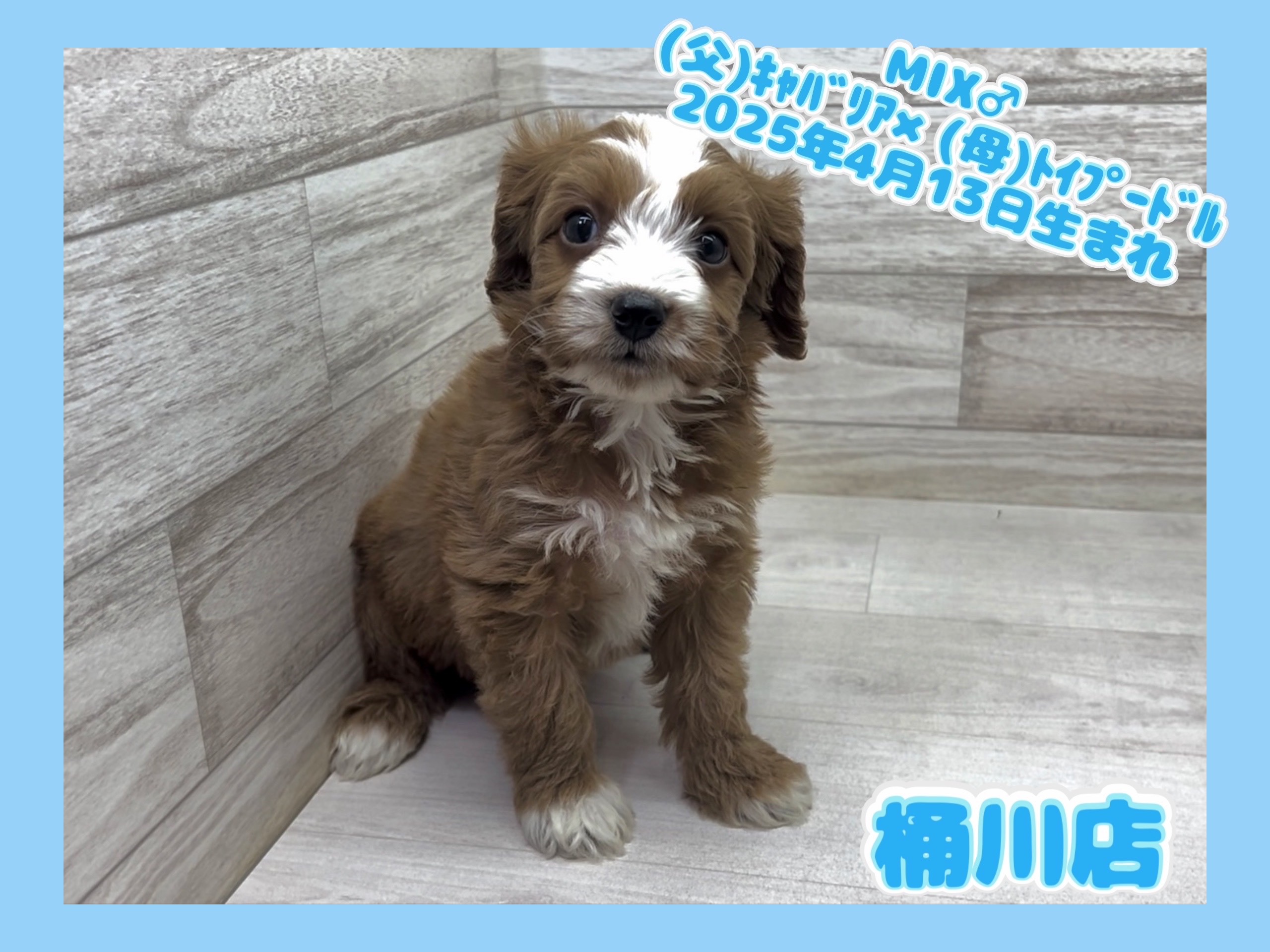 埼玉県のキャバプー(キャバリア×プードル) (かねだい桶川店/2025年4月13日生まれ/男の子/その他色)の子犬