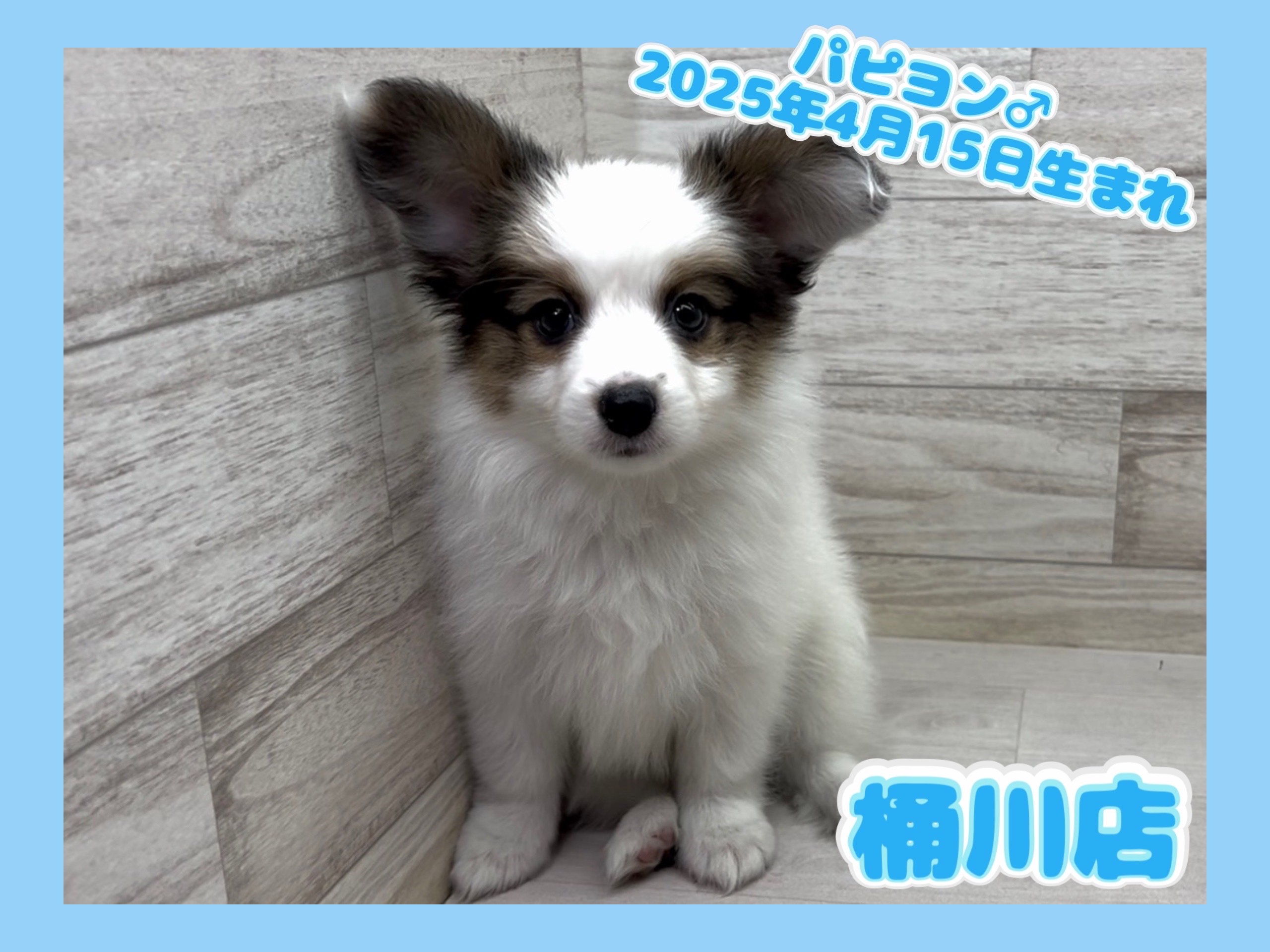 埼玉県のパピヨン (かねだい桶川店/2025年4月15日生まれ/男の子/ホワイトブラウン)の子犬