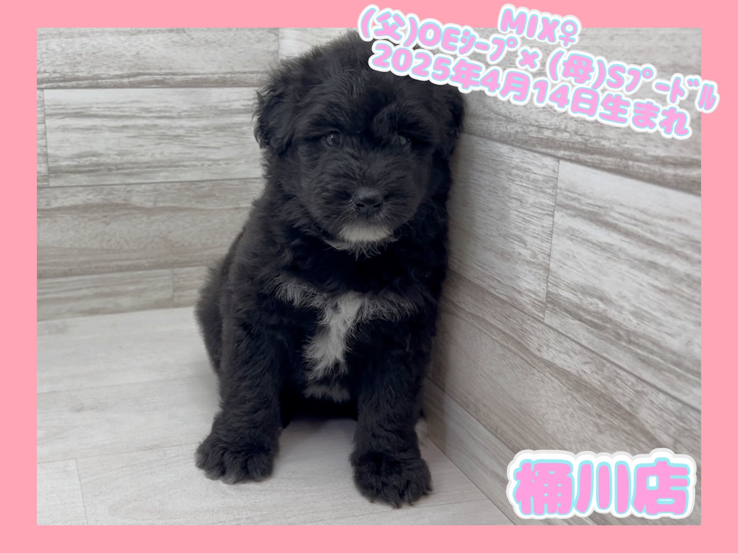 埼玉県のハーフ犬・ミックス犬 (かねだい桶川店/2025年4月14日生まれ/女の子/その他色)の子犬