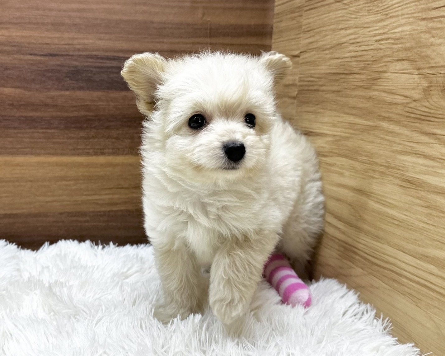 群馬県のハーフ犬・ミックス犬 (かねだいペットトライアル桐生/2025年4月13日生まれ/女の子/クリーム)の子犬