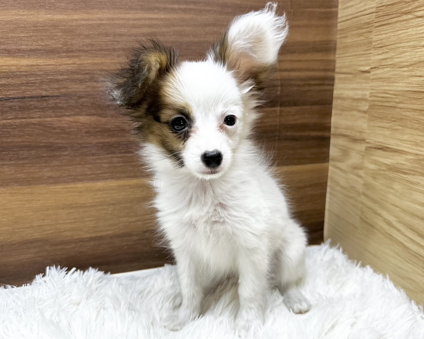 群馬県のハーフ犬・ミックス犬 (かねだいペットトライアル桐生/2025年4月2日生まれ/女の子/ホワイトブラウン)の子犬