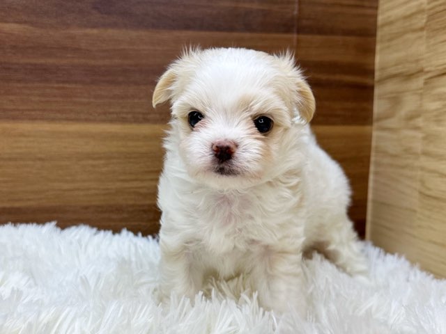 群馬県のハーフ犬・ミックス犬 (かねだいペットトライアル桐生/2025年4月15日生まれ/男の子/クリーム)の子犬