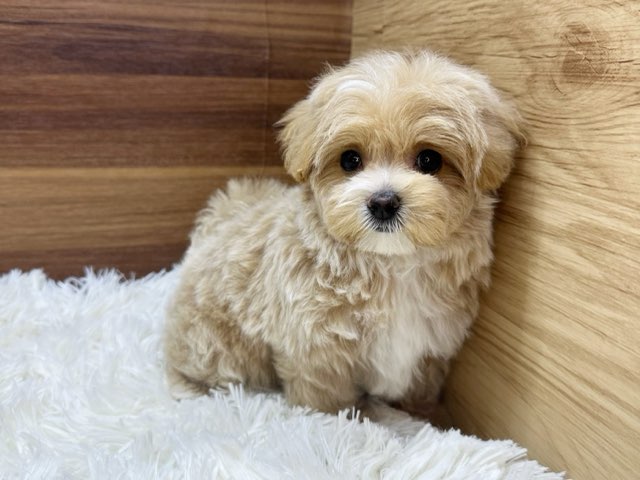 群馬県のハーフ犬・ミックス犬 (かねだいペットトライアル桐生/2025年3月24日生まれ/女の子/アプリコット)の子犬