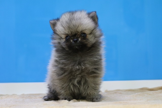 埼玉県のポメラニアン (かねだい草加店/2025年4月15日生まれ/男の子/オレンジ)の子犬